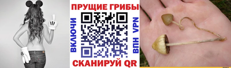купить наркотик  darknet наркотические препараты  Псилоцибиновые грибы GOLDEN TEACHER  Барыш 